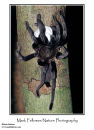 Bird-eating spider with egg mass